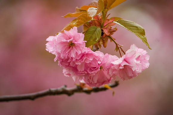 21MSUSpring-0430-009