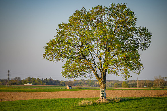 21MSUSpring-0501-066